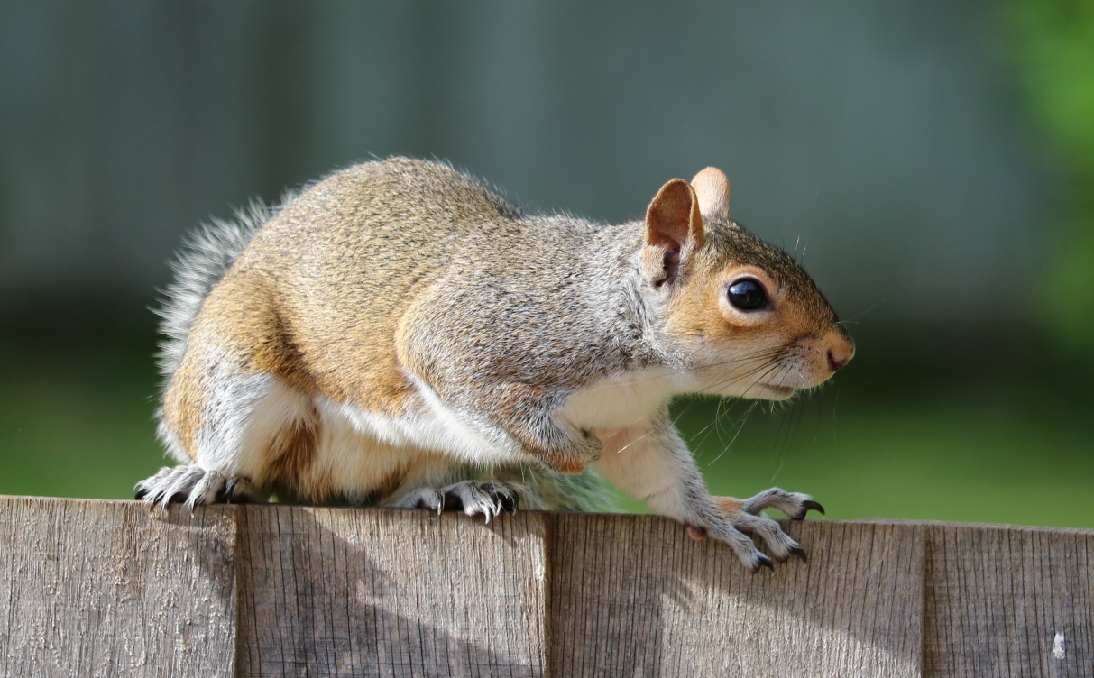 Harris Catch & Release Humane Squirrel & Rat Trap 