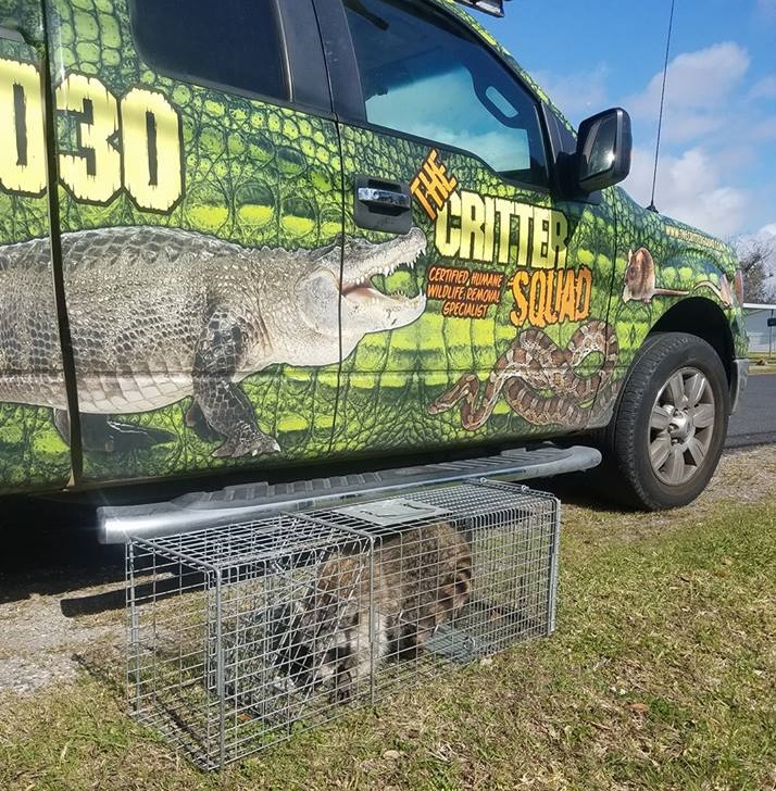 Pearland TX Raccoon Control Picture