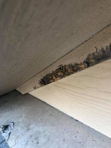 Squirrels in Attic — Rapid Rodent Removal