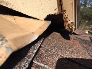 Squirrels in Attic — Rapid Rodent Removal