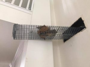 Squirrels in Attic — Rapid Rodent Removal