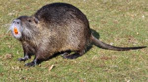picture of nutria rat in Lake Jackson