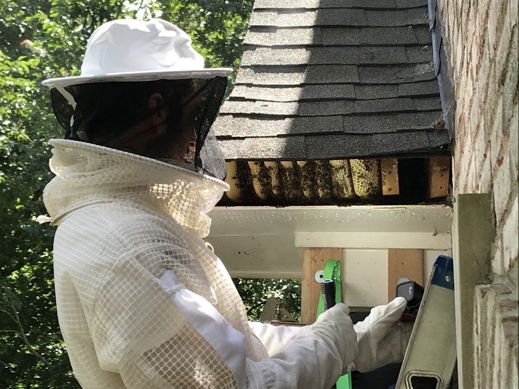 image of hive removal