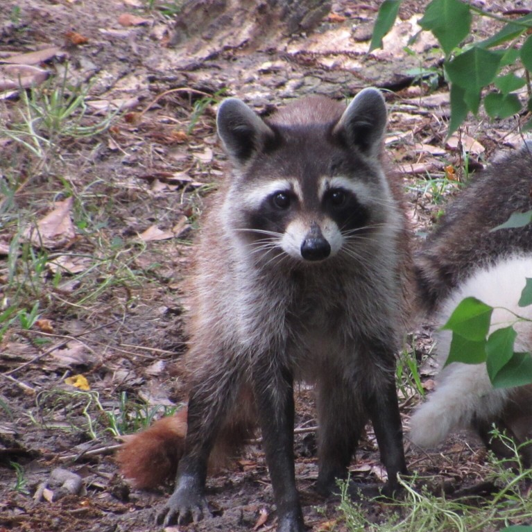 Texas Raccoon News November 4, 2019 | The Critter Squad Texas Wildlife ...