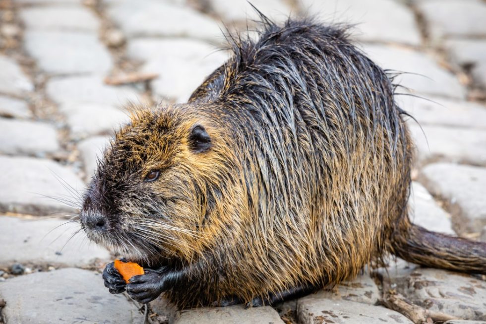 The Little Known Invasive Species of Texas The Critter Squad Texas Wildlife Removal & Control