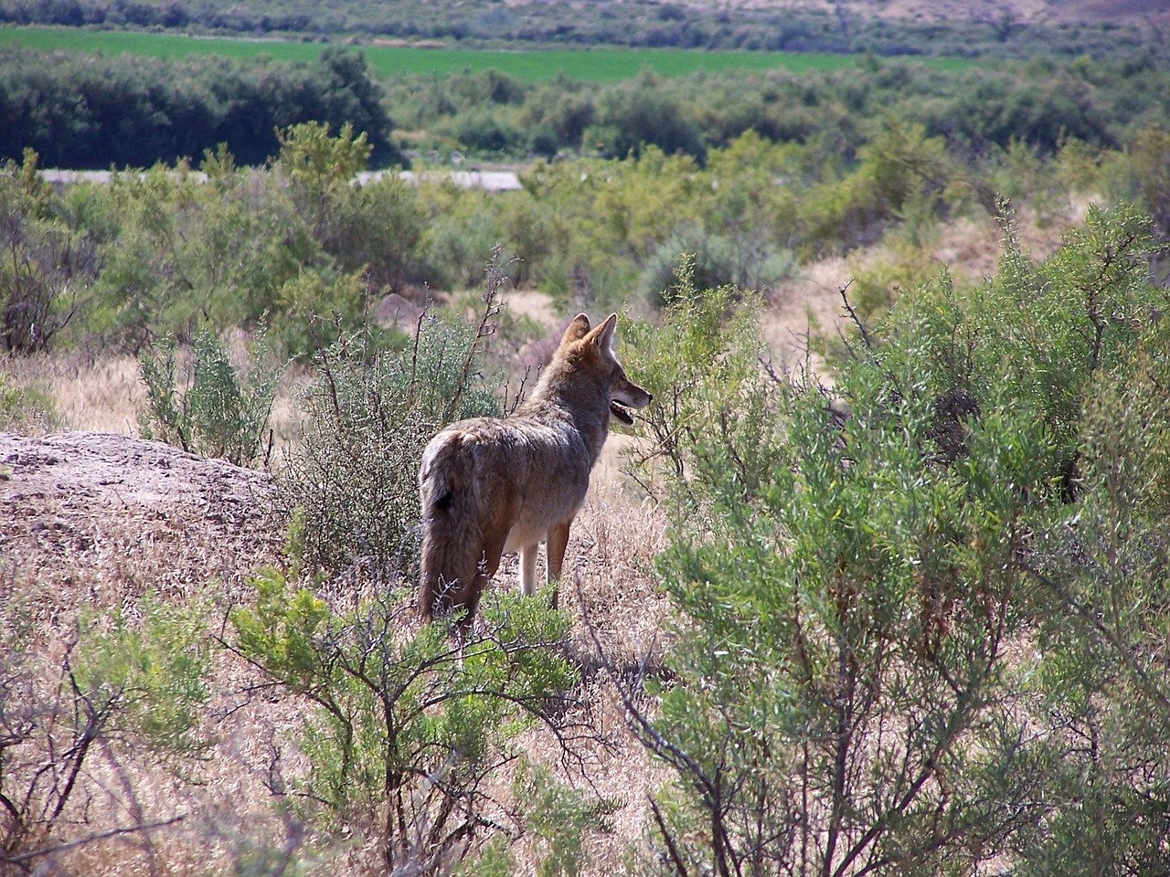 Coyote Trapping Efforts Begin