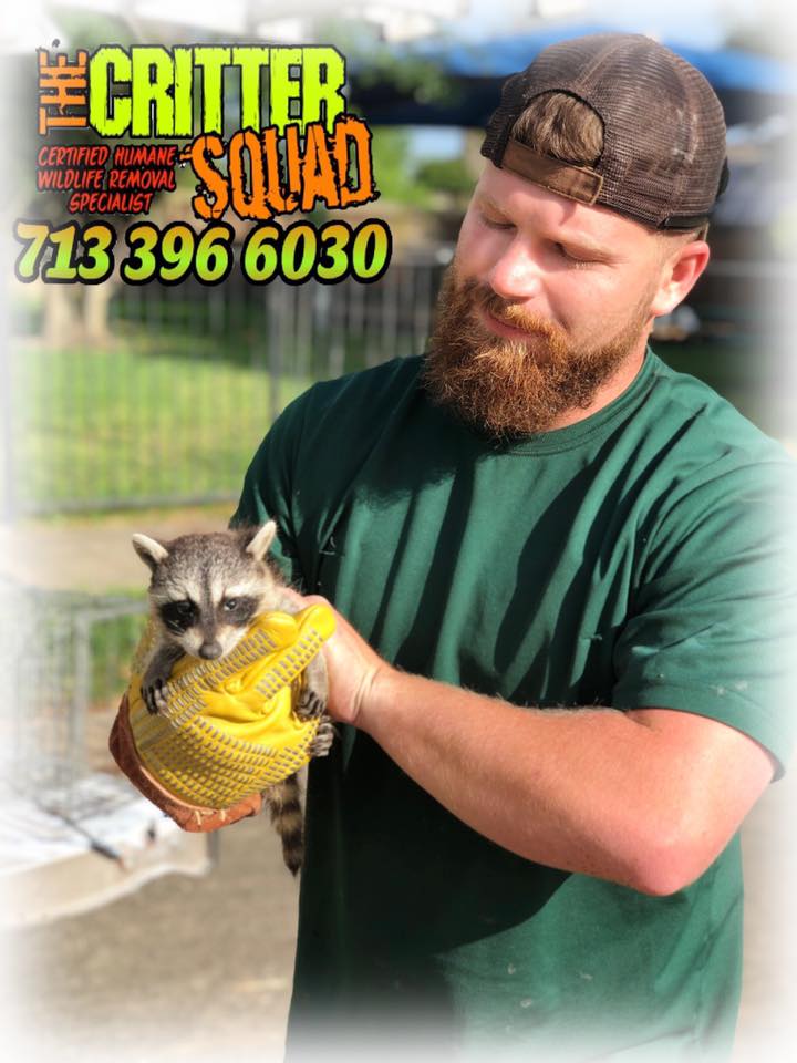 picture of baby raccoon removal in Galveston Texas