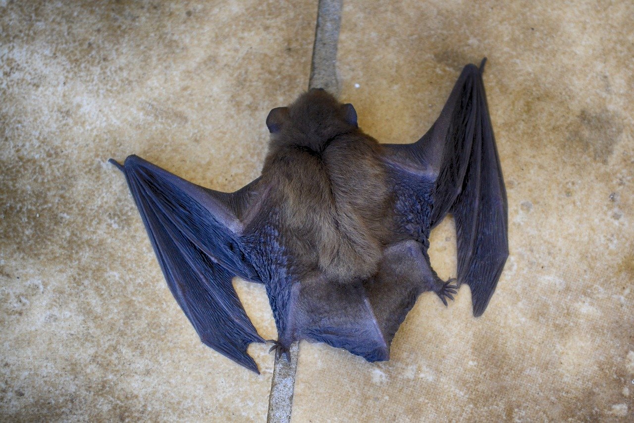 Ranch For Sale Boasts One of World’s Largest Bat Caves