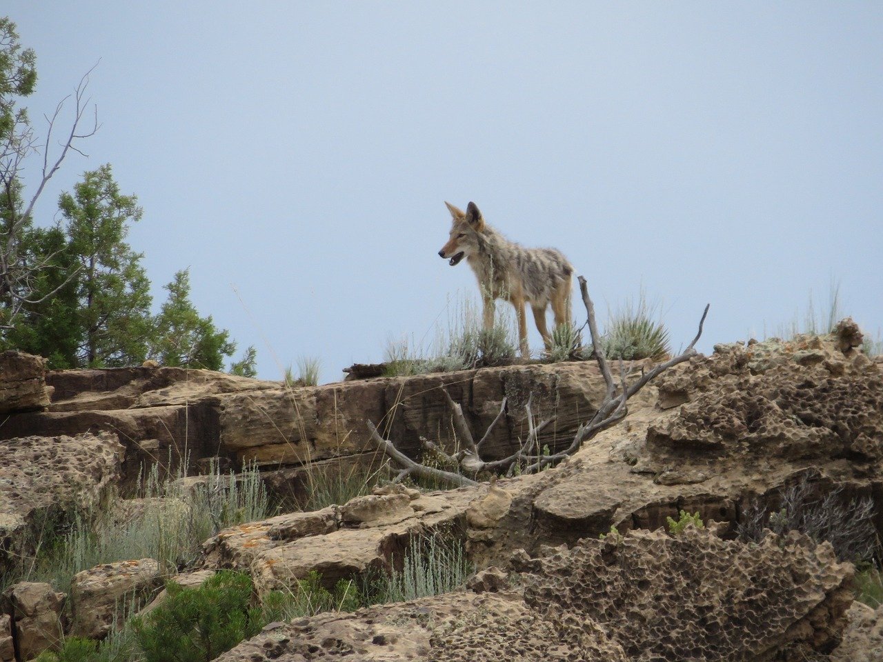 Uptick in Coyote Sightings