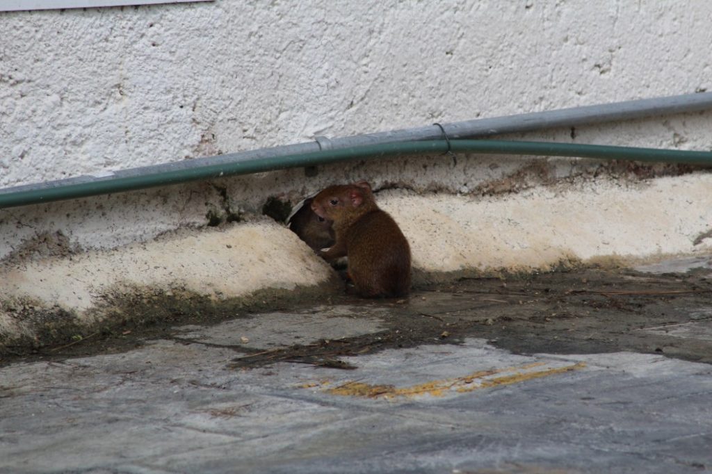 image of rat trapping in Bailey Prairie