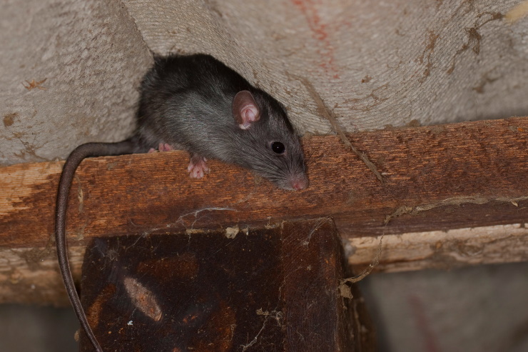 roof rat in Bailey Prairie