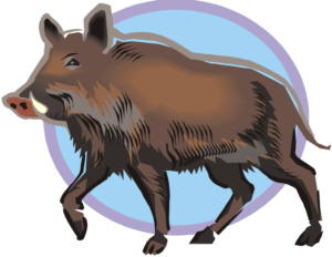 Texas wild boar