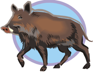 Texas feral boar