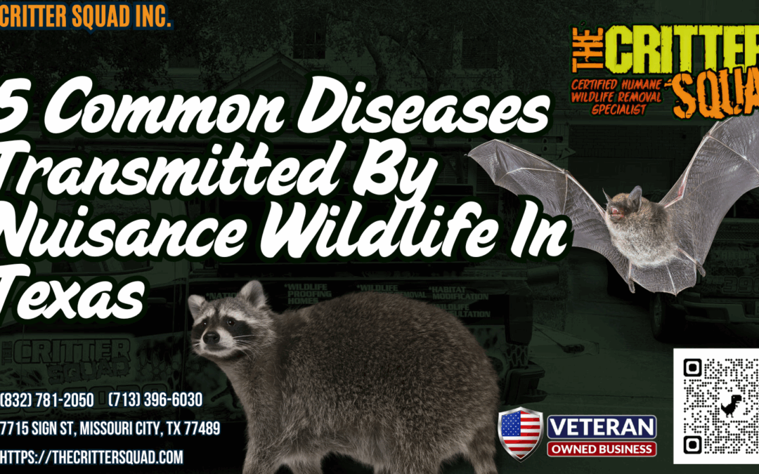 5 Common Diseases Transmitted by Nuisance Wildlife in Texas