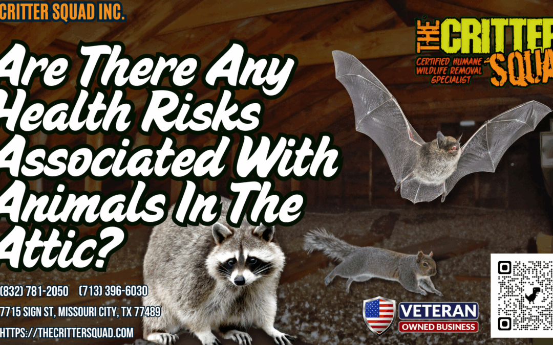 Are there any health risks associated with animals in the attic?