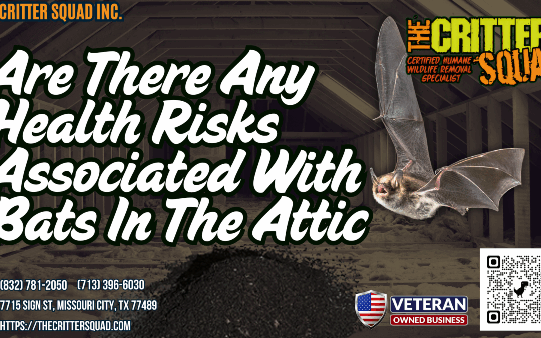 Are there any health risks associated with bats in the attic?
