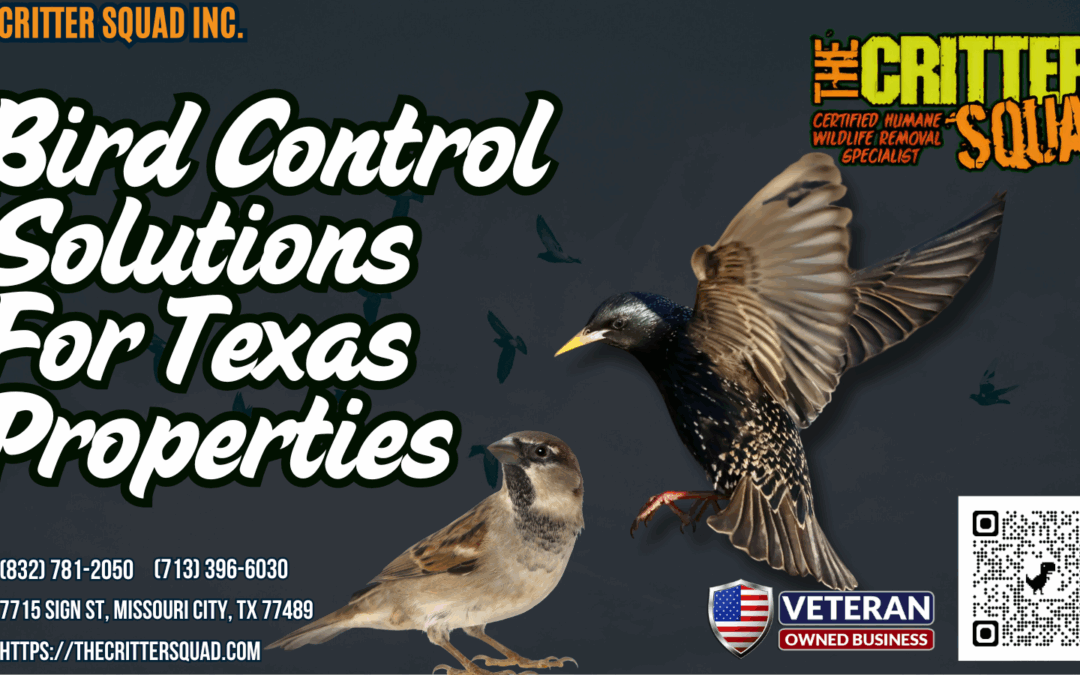 Bird Control Solutions for Texas Properties