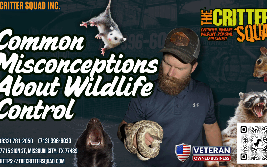Common Misconceptions About Wildlife Control