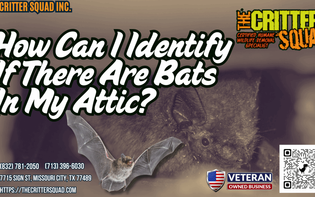 How can I identify if there are bats in my attic?