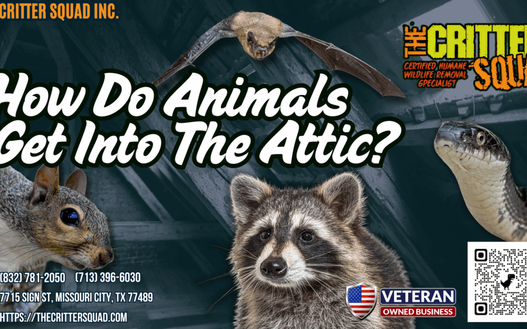 How do animals get into the attic?