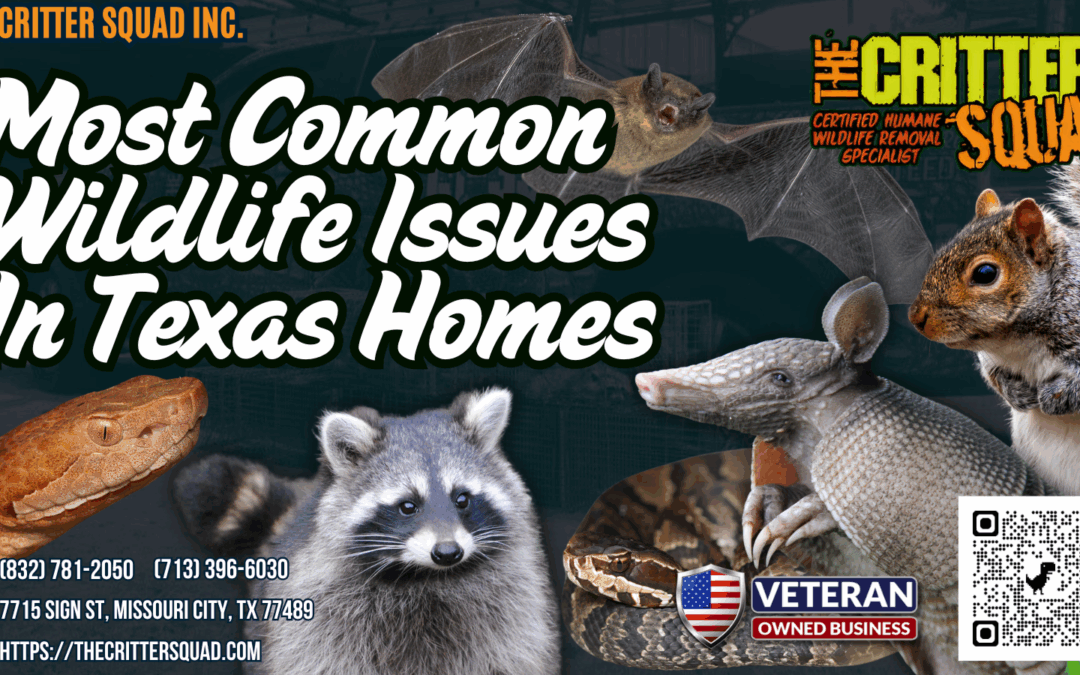 Most Common Wildlife Issues in Texas Homes
