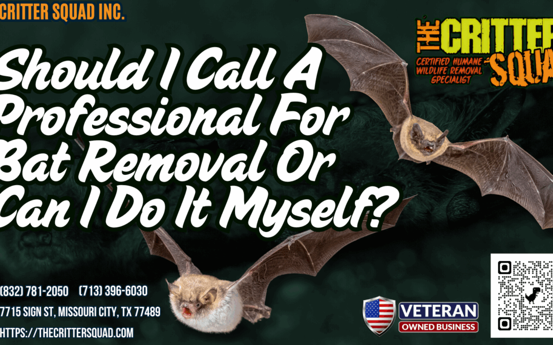 Should I call a professional for bat removal or can I do it myself?
