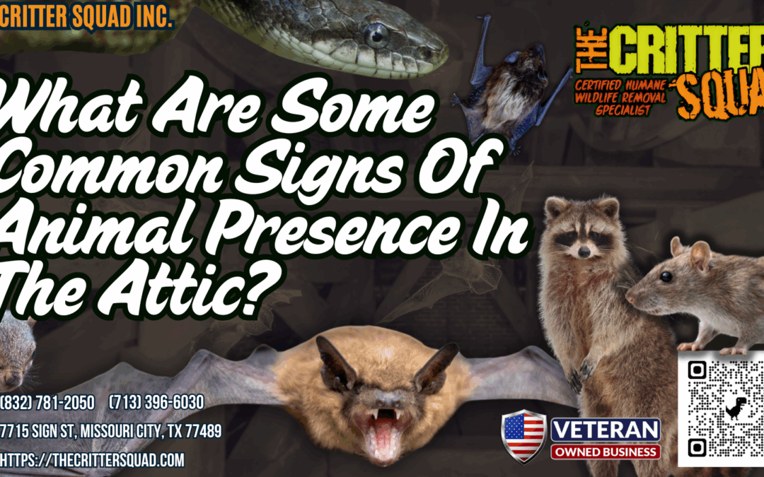 What are some common signs of animal presence in the attic?