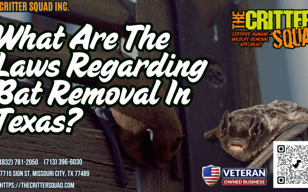 What are the laws regarding bat removal in Texas?