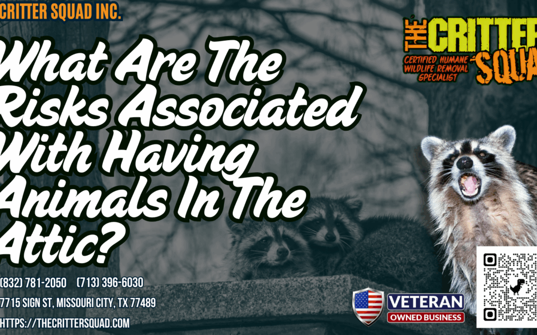 What are the risks associated with having animals in the attic?