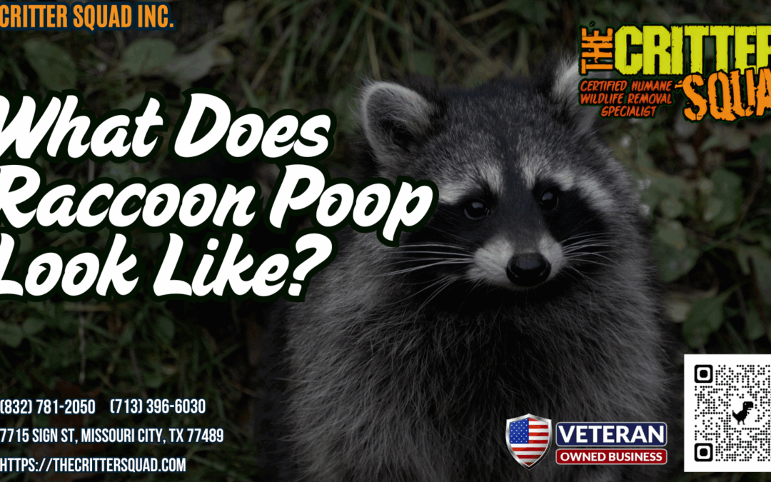 What Does Raccoon Poop Look Like