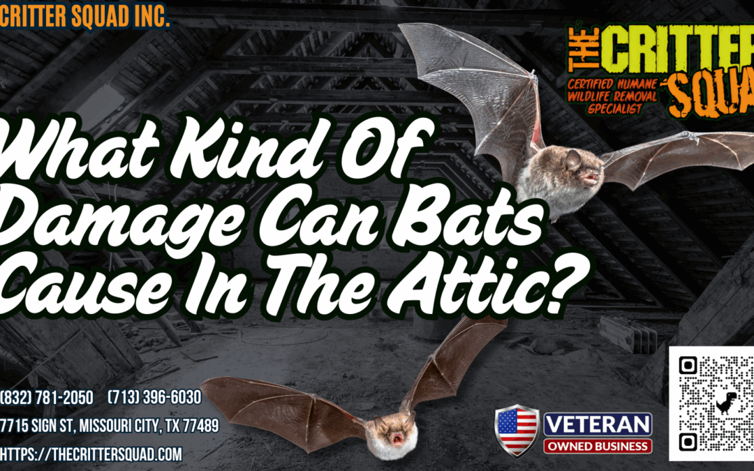 What kind of damage can bats cause in the attic?