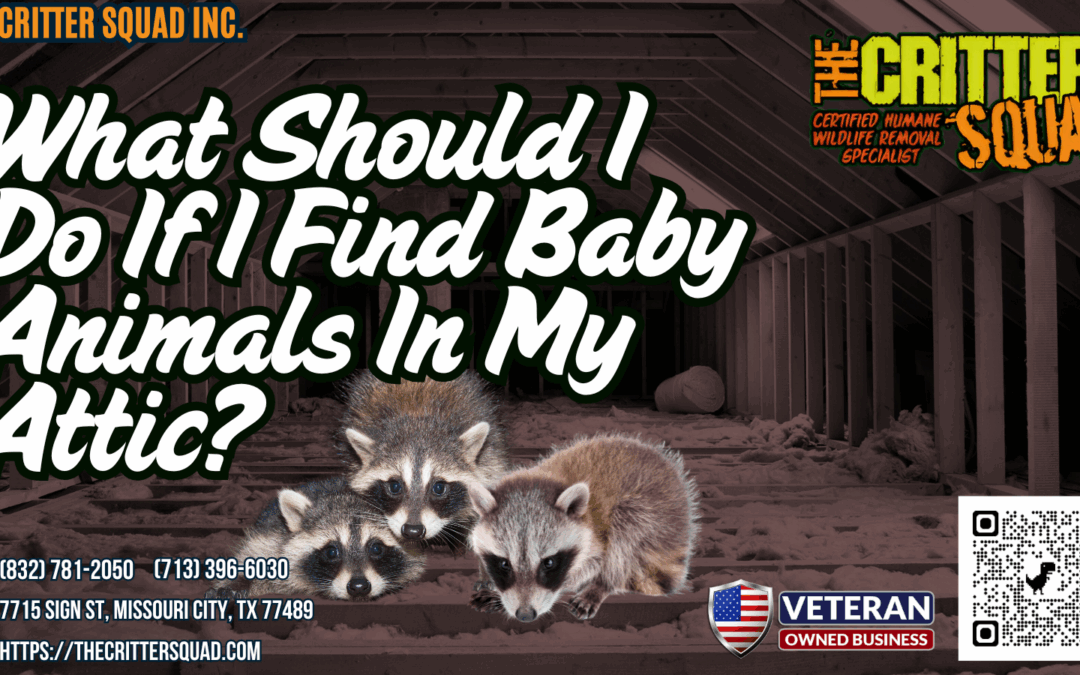 What should I do if I find baby animals in my attic?