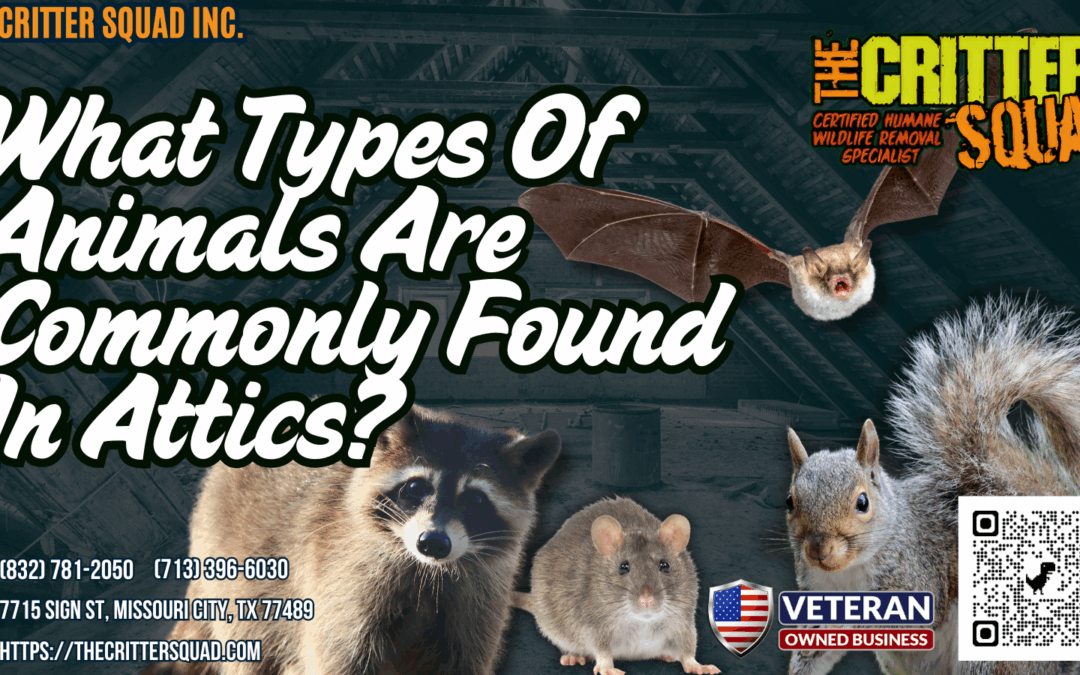 What types of animals are commonly found in attics?