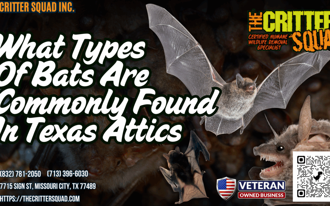 What types of bats are commonly found in Texas attics?