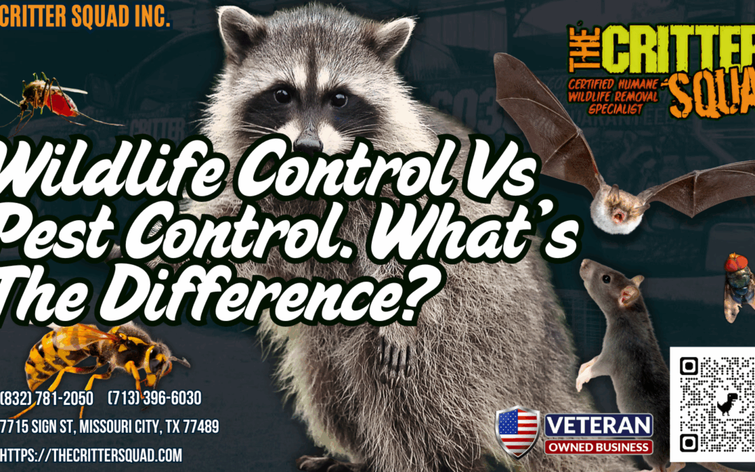 Wildlife Control vs Pest Control: What’s the Difference?