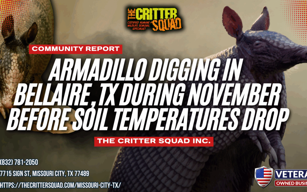 Armadillo Digging in Bellaire, TX During November Before Soil Temperatures Drop