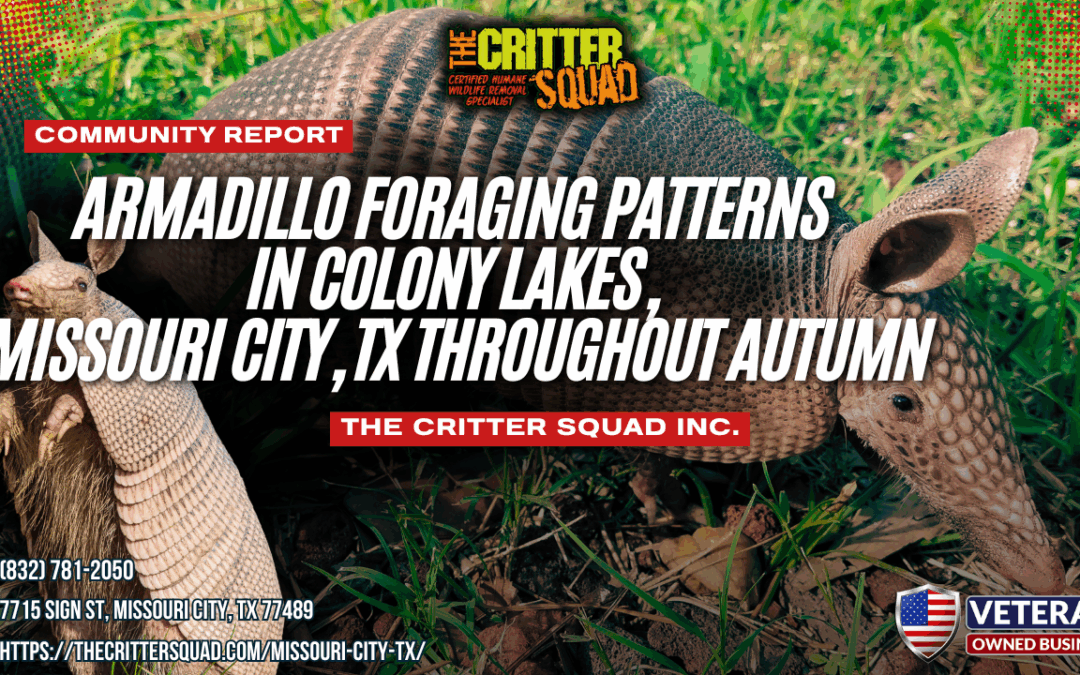 Armadillo Foraging Patterns in Colony Lakes, Missouri City, TX Throughout Autumn