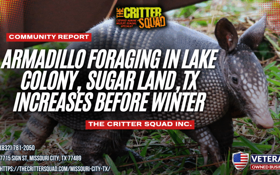 Armadillo Foraging in Lake Colony, Sugar Land, Texas Increases Before Winter