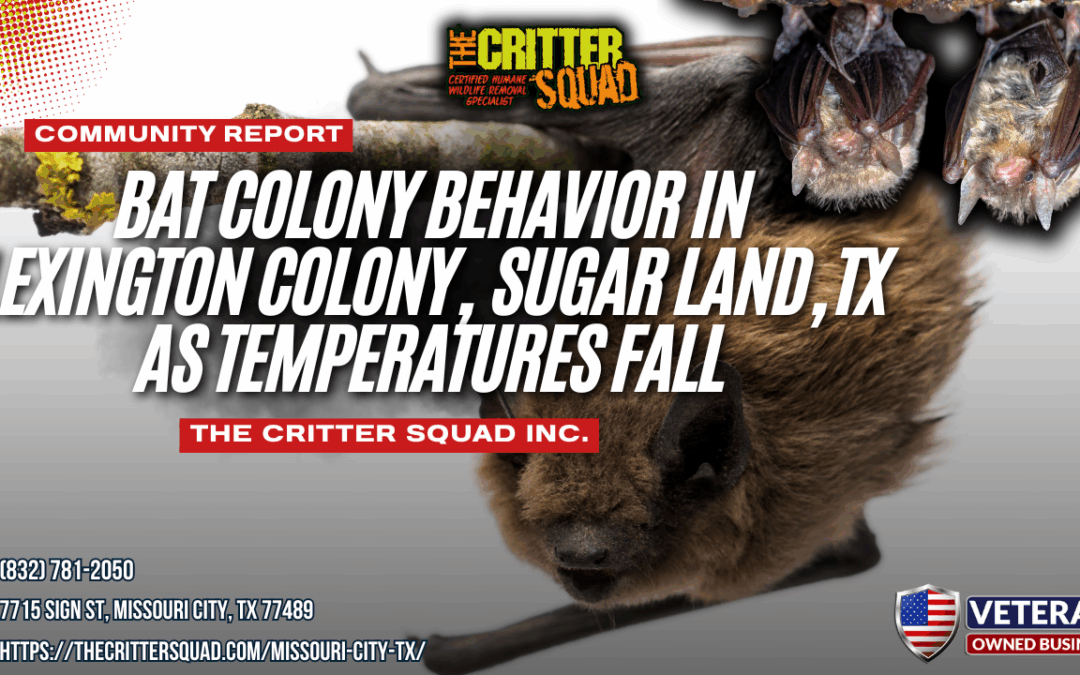Bat Colony Behavior in Lexington Colony, Sugar Land, Texas as Temperatures Fall
