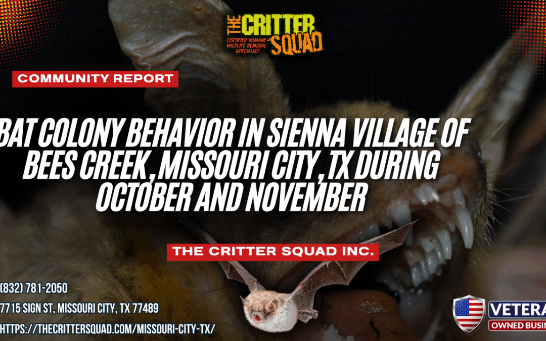 Bat Colony Behavior in Sienna Village of Bees Creek, Missouri City, TX During October and November