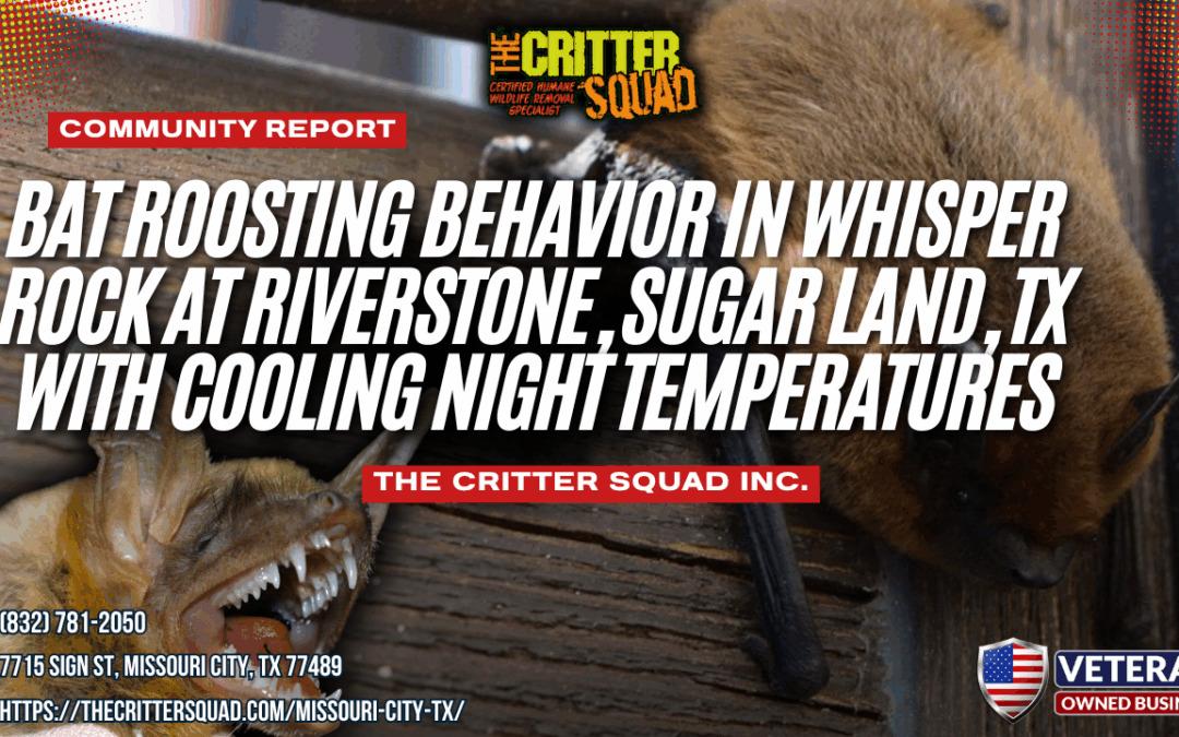 Bat Roosting Behavior in Whisper Rock at Riverstone, Sugar Land, Texas With Cooling Night Temperatures
