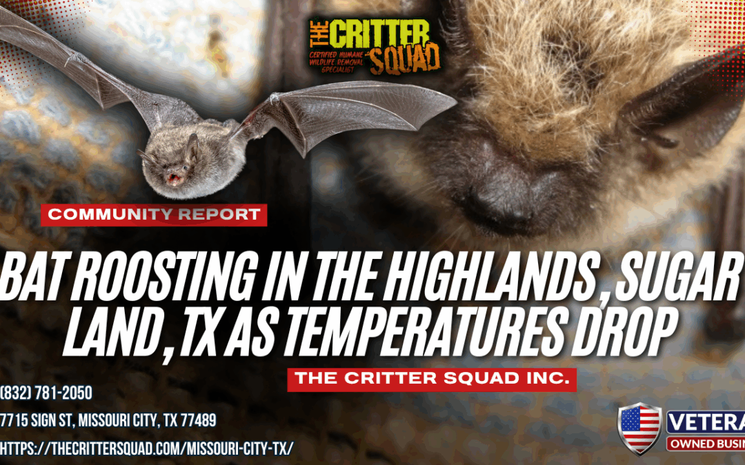 Bat Roosting in The Highlands, Sugar Land, Texas as Temperatures Drop