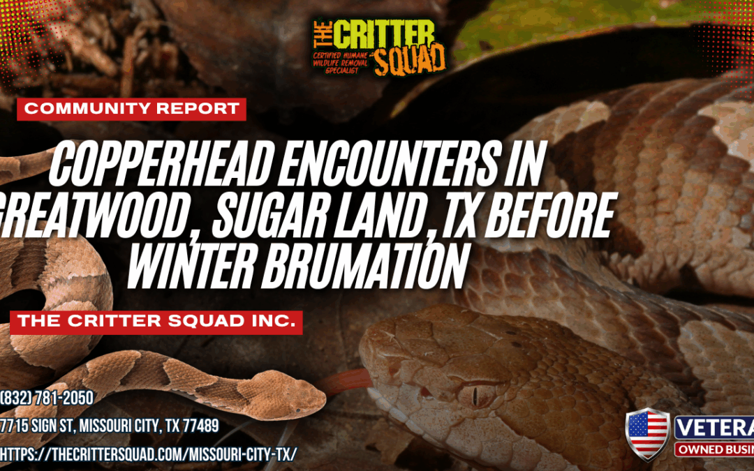 Copperhead Encounters in Greatwood, Sugar Land, Texas Before Winter Brumation