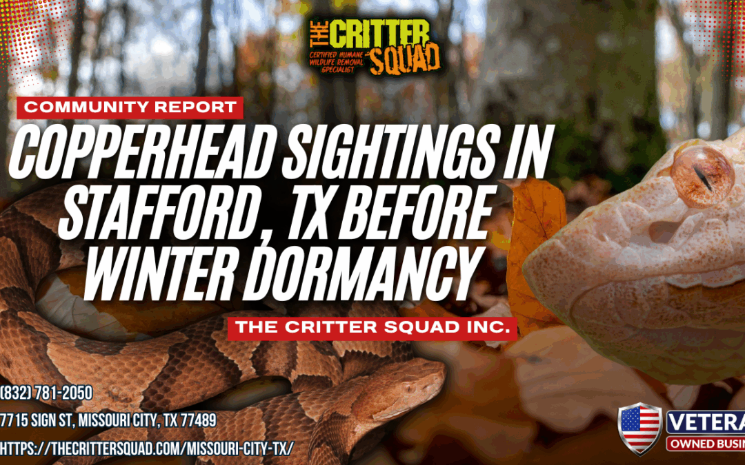 Copperhead Sightings in Stafford, TX Before Winter Dormancy
