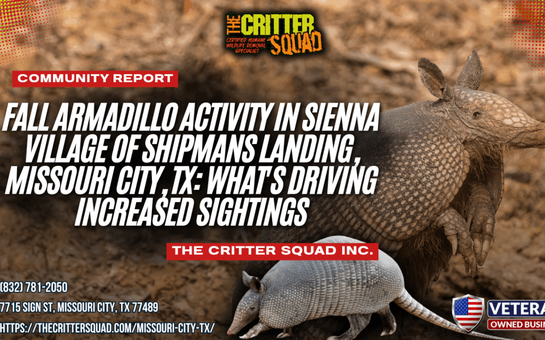 Fall Armadillo Activity in Sienna Village of Shipmans Landing, Missouri City, TX: What’s Driving Increased Sightings