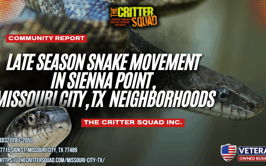 Late Season Snake Movement in Sienna Point, Missouri City, TX Neighborhoods