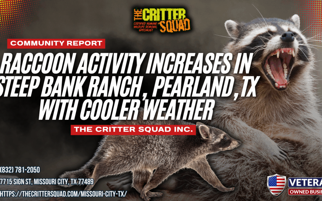 Raccoon Activity Increases in Steep Bank Ranch, Pearland, TX With Cooler Weather