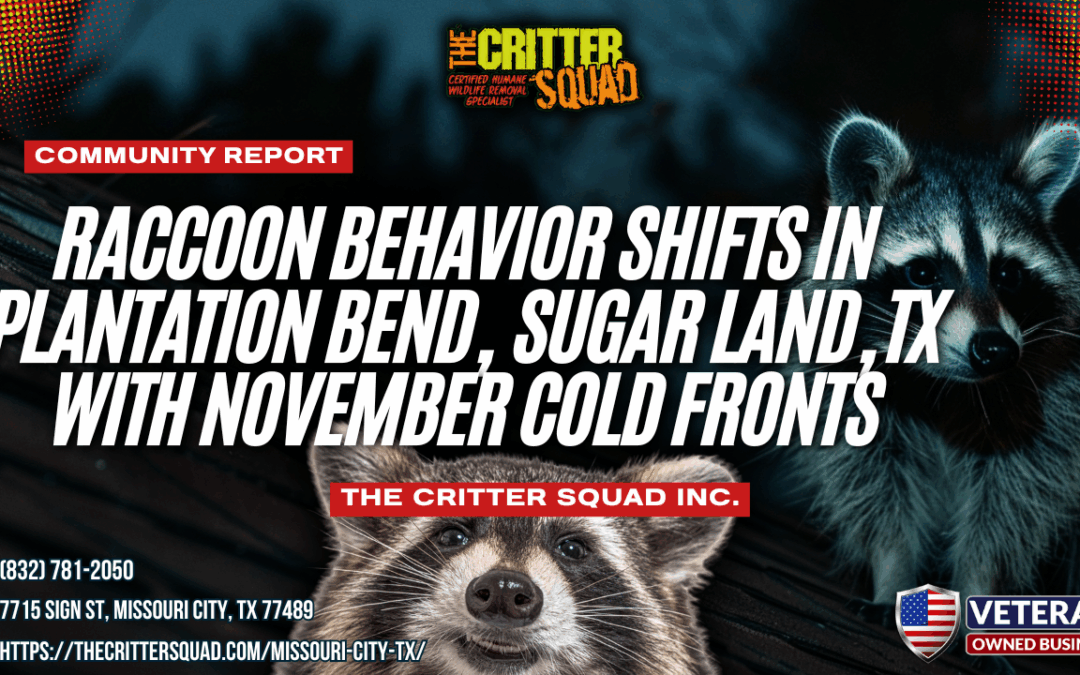 Raccoon Behavior Shifts in Plantation Bend, Sugar Land, Texas With November Cold Fronts
