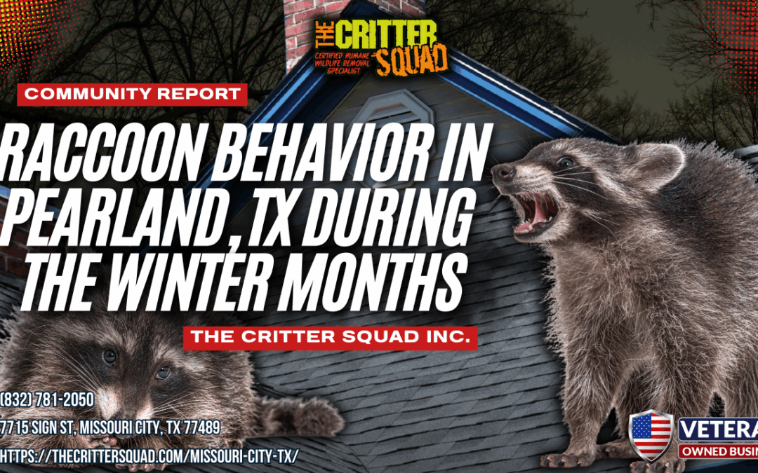 Raccoon Behavior in Pearland, TX During the Winter Months