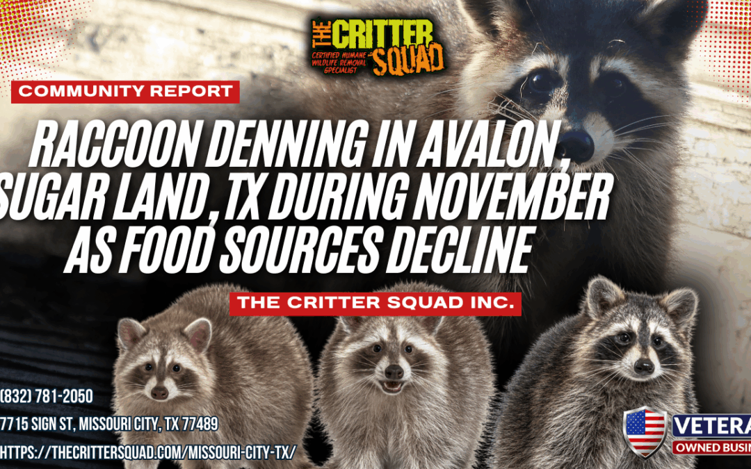 Raccoon Denning in Avalon, Sugar Land, Texas During November as Food Sources Decline